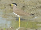 Yellow-wattled-Lapwing.JPG (147 KB)